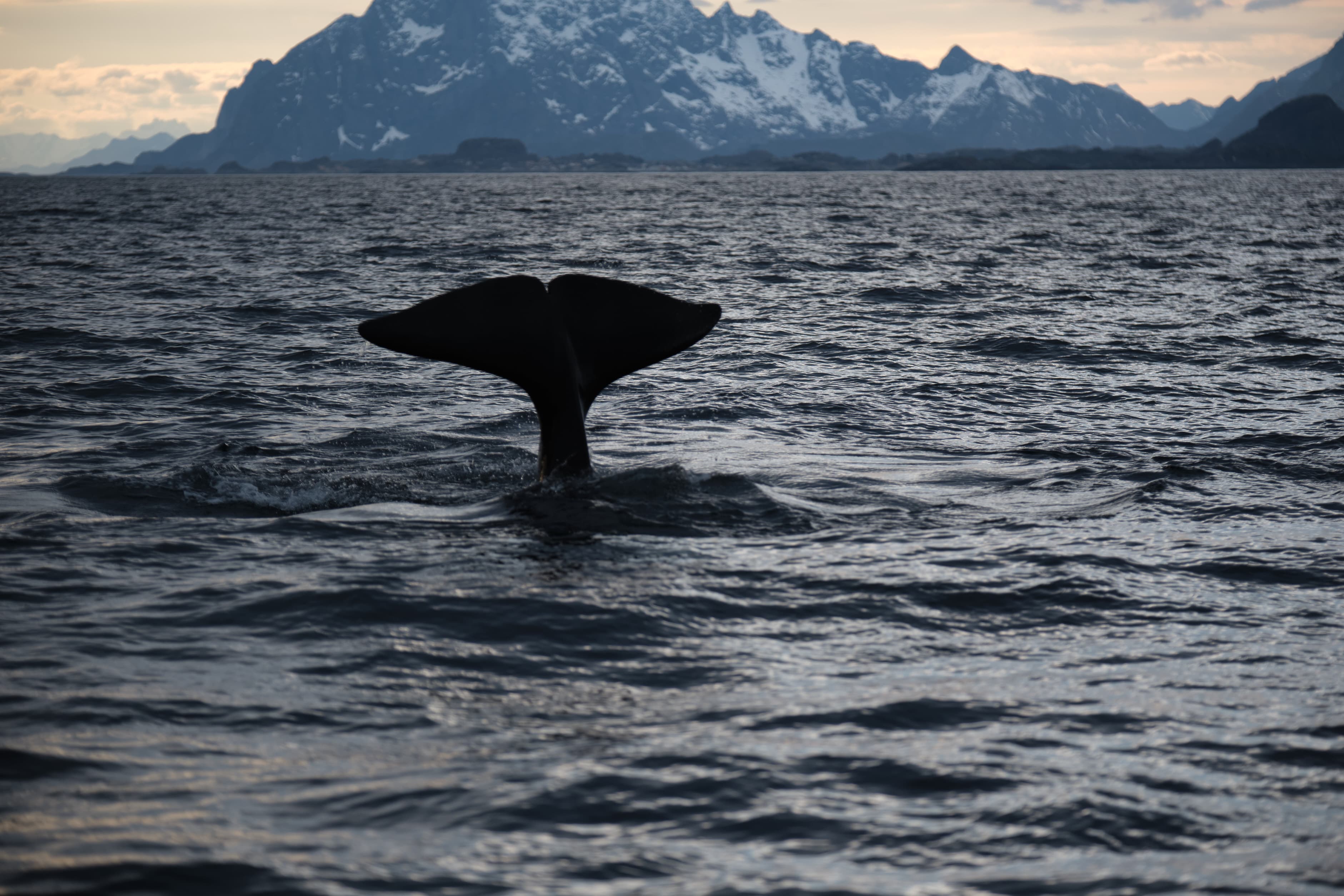 Whale fluke silhouetted against Lofoten peaks at dusk