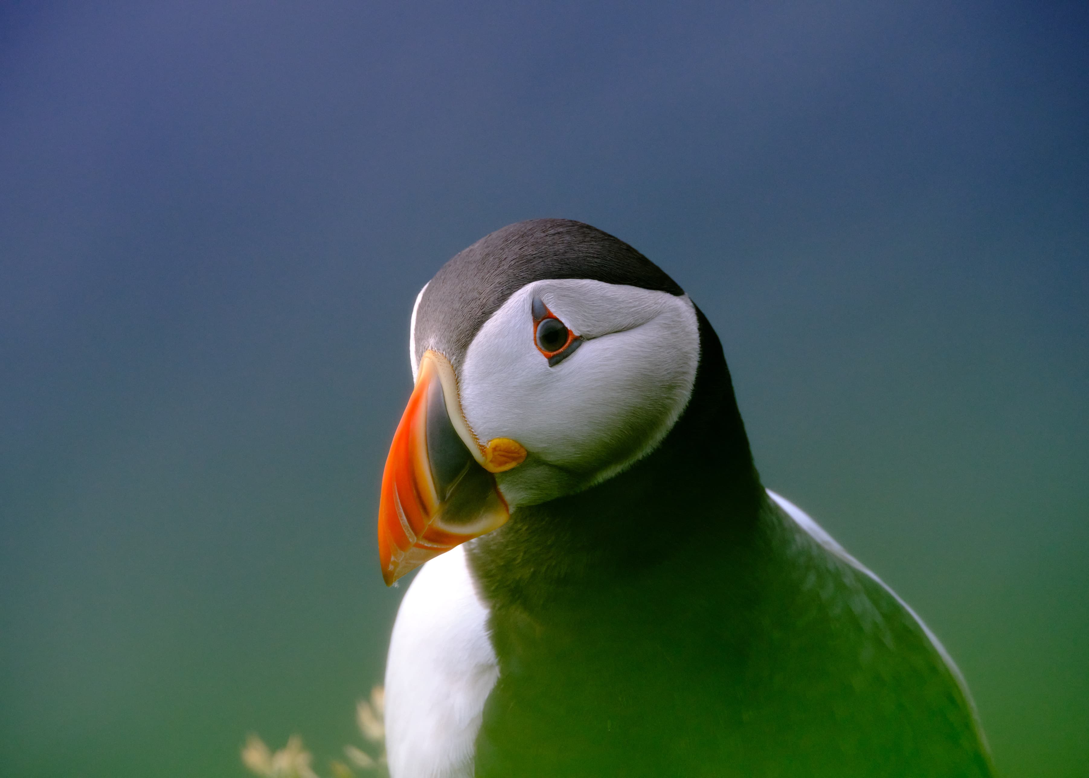 Close-up puffin portrait against blue-green bokeh