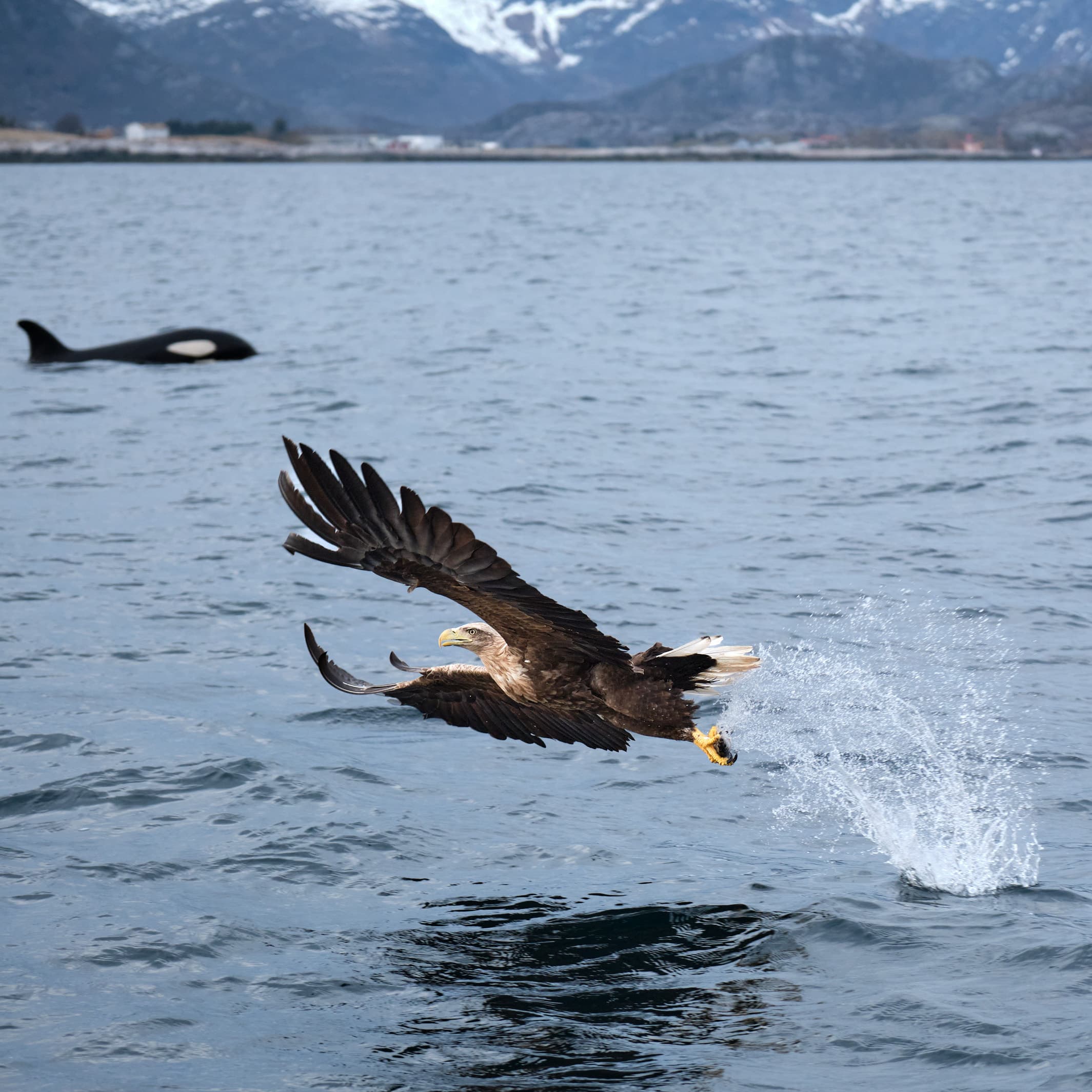 White-tailed eagle and orca in the same frame