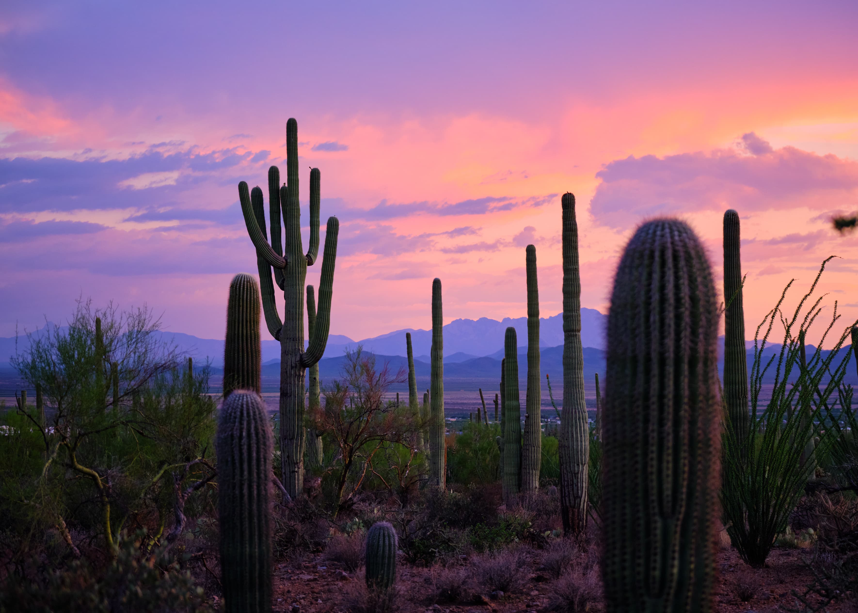 Saguaro forest at vivid pink-purple sunset