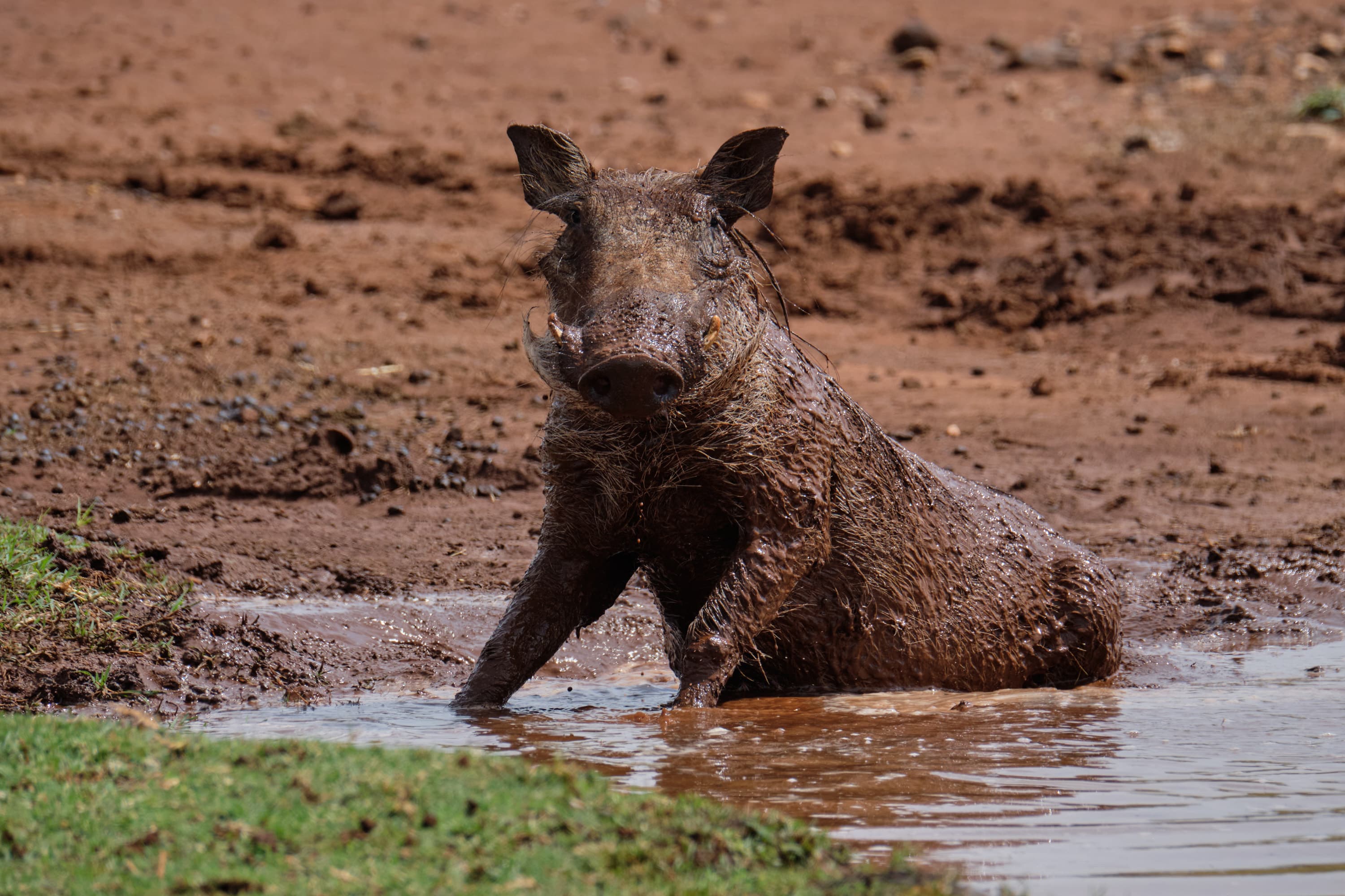 Warthog in mud bath, direct eye contact