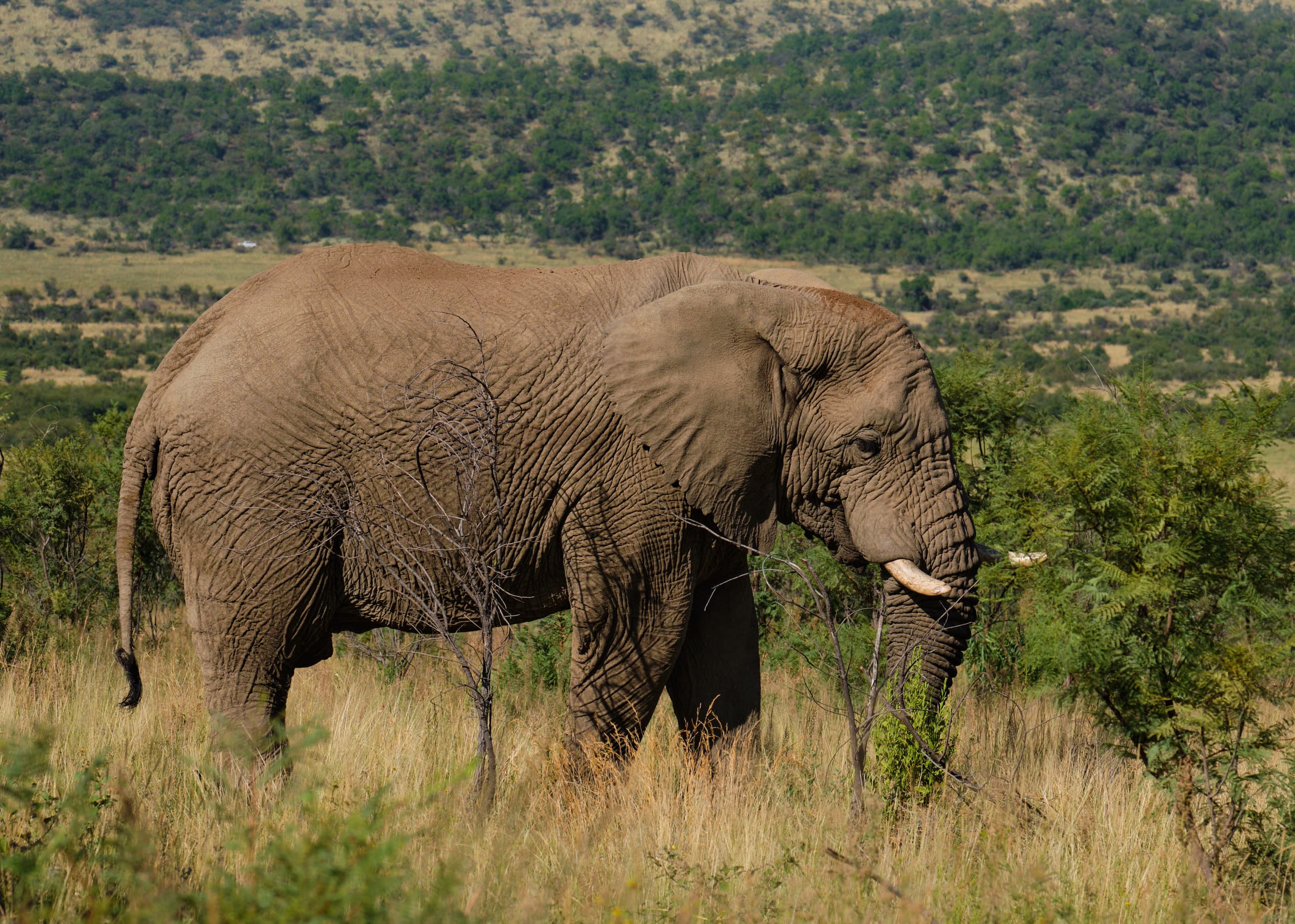 African bush elephant with tusks in green bushveld