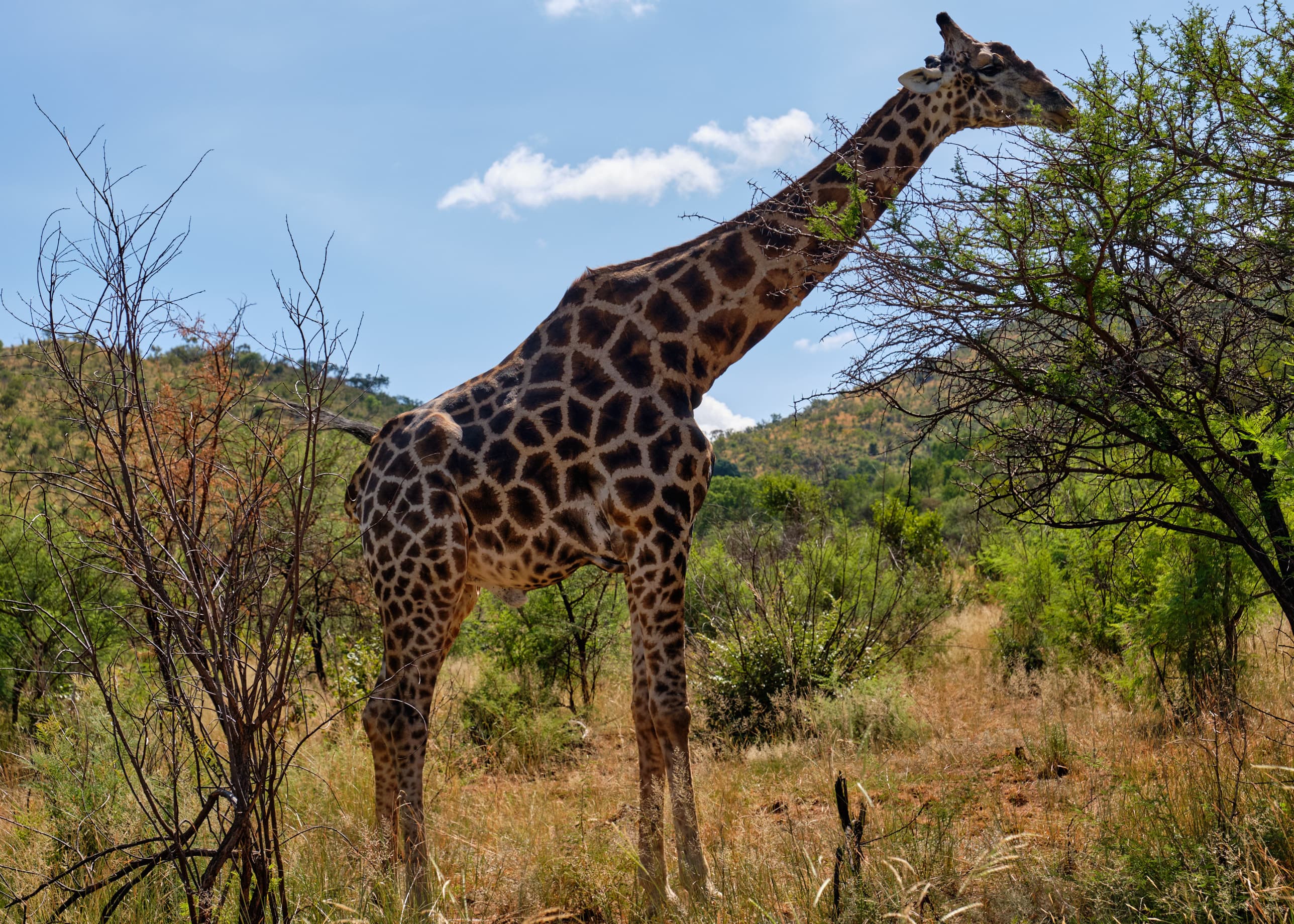 Southern giraffe stretching into acacia tree