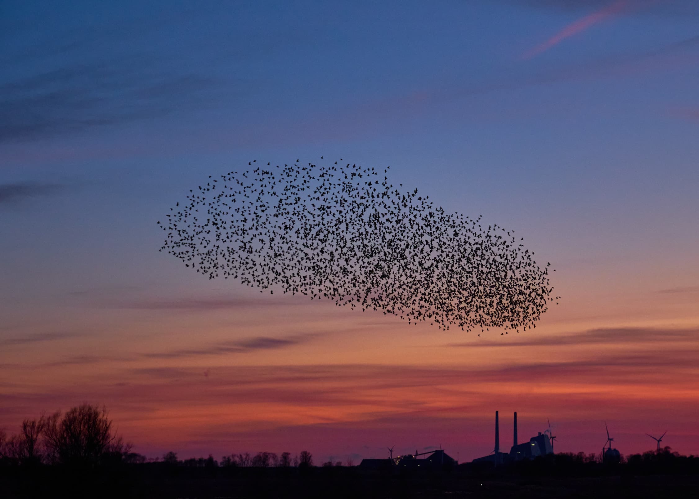 Starling murmuration over flat Danish landscape at sunset