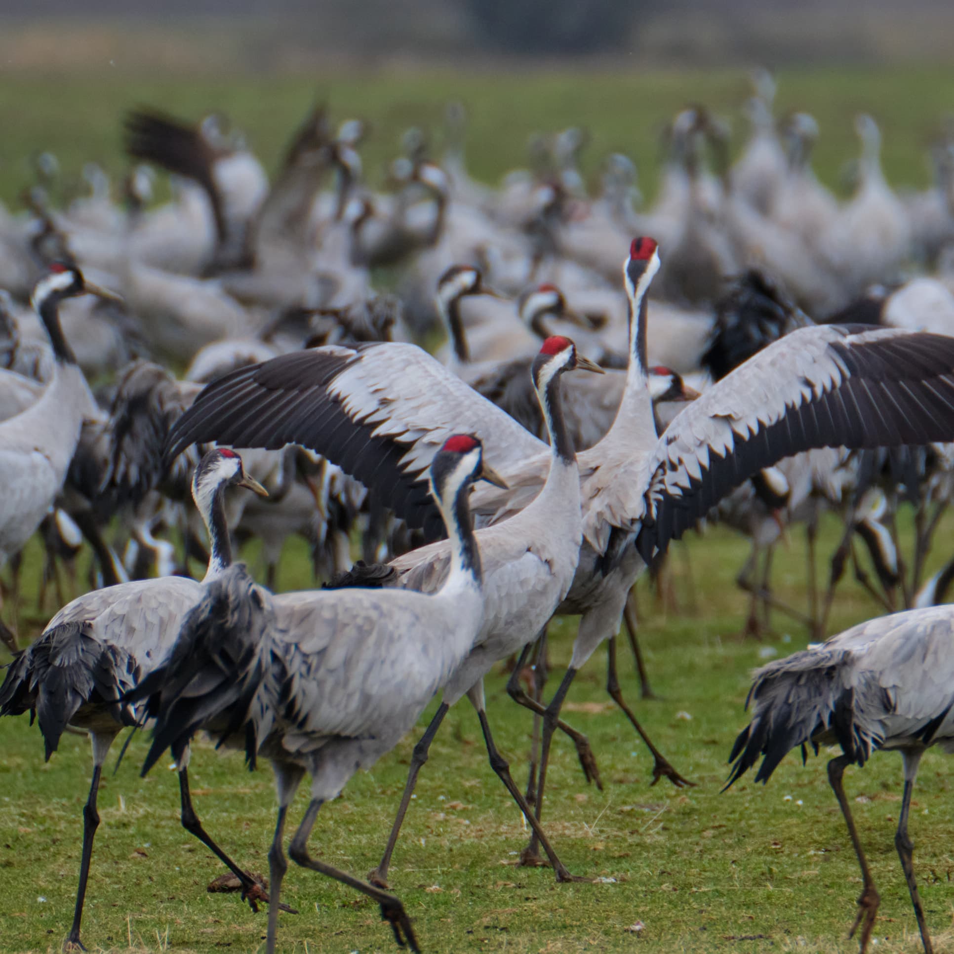 Common cranes displaying with wings spread