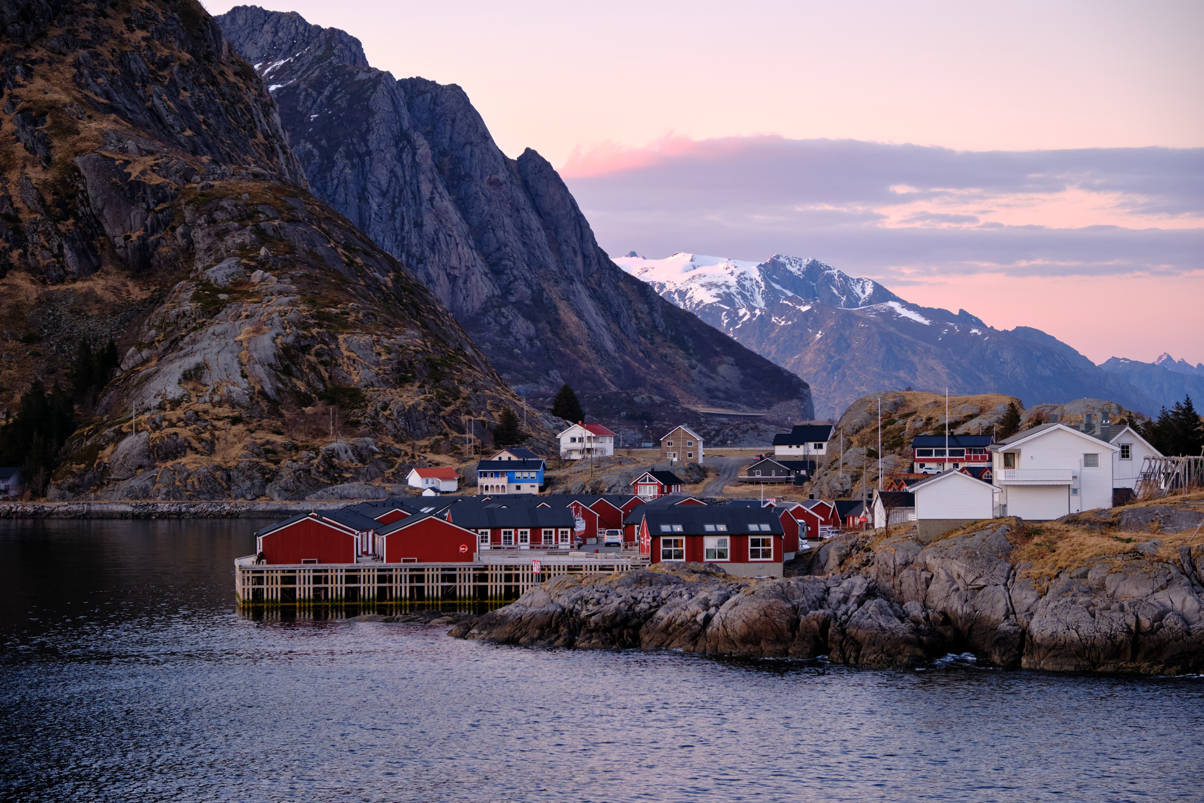 Red rorbuer on rocky foreshore at pink dusk