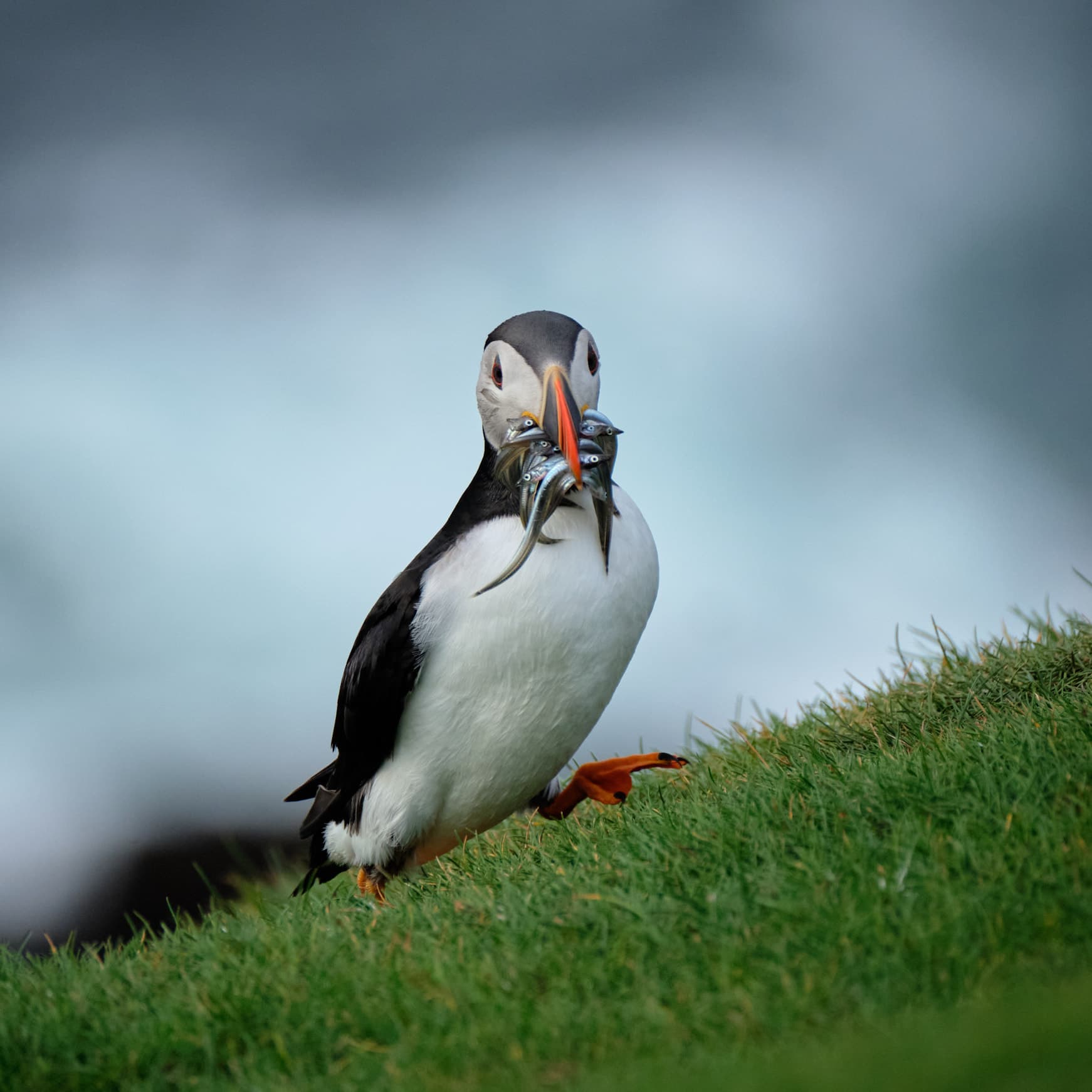 Puffin carrying sand eels, stormy ocean backdrop