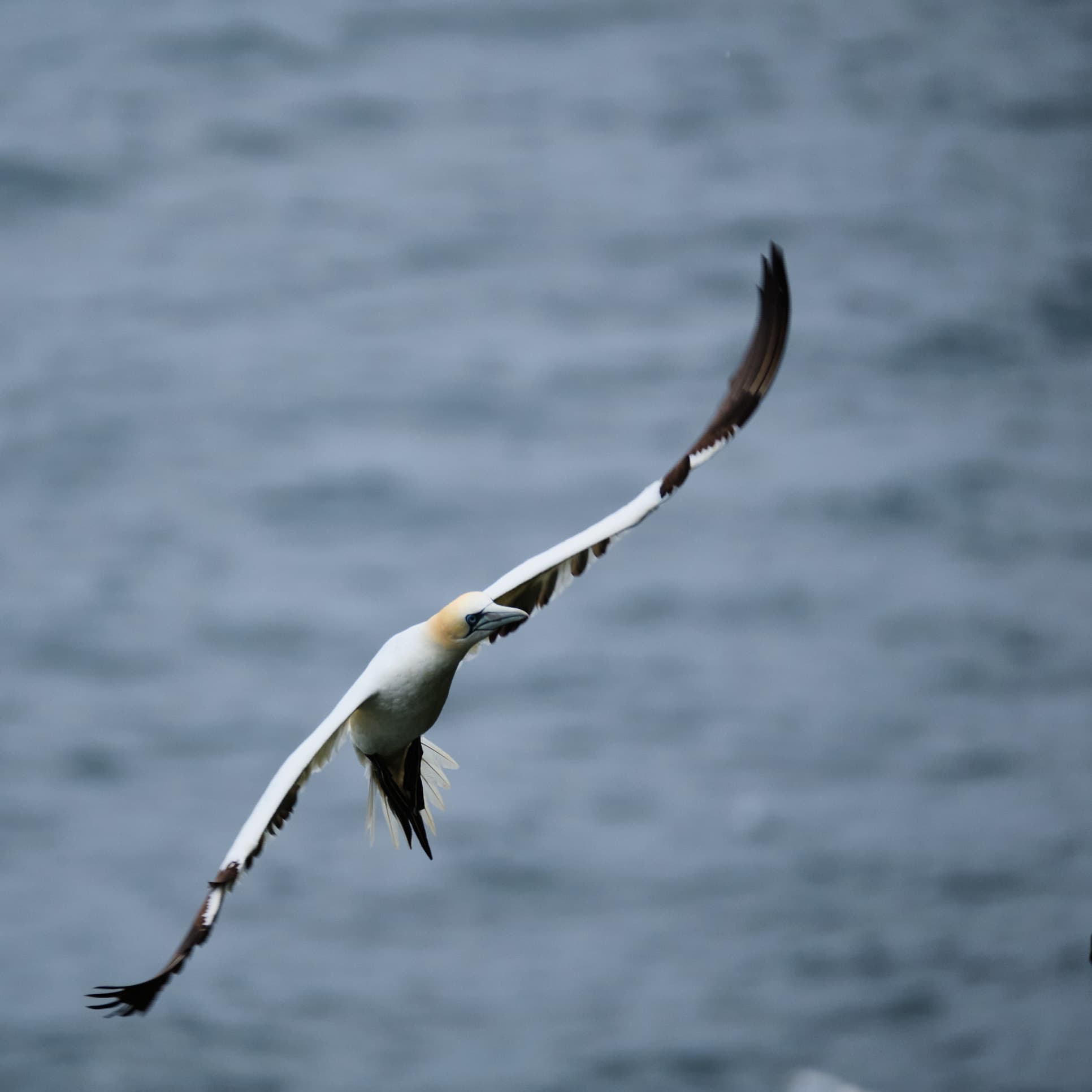 Northern gannet banking in flight over grey sea