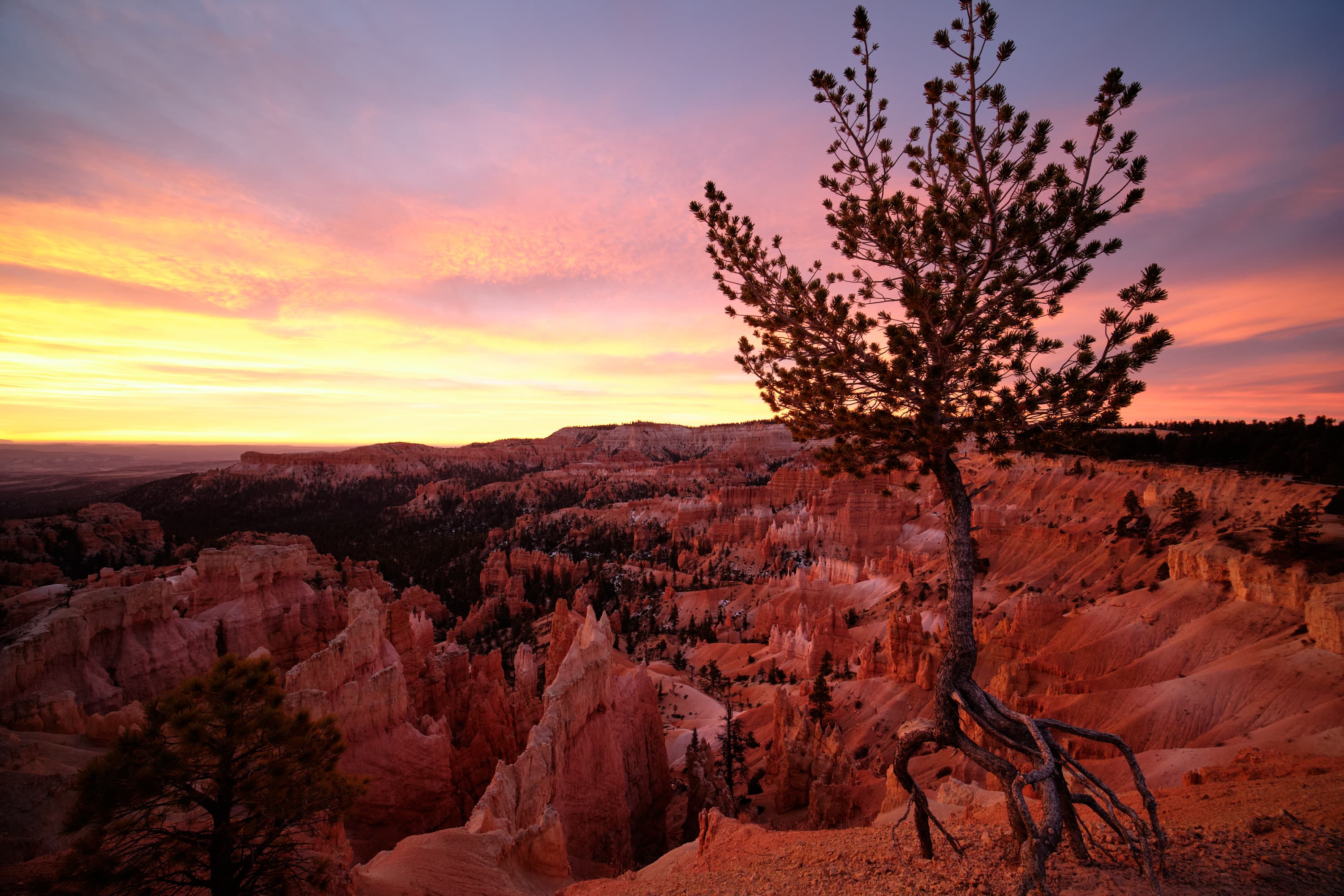 Lone pine silhouette over flaming Bryce Canyon sunrise