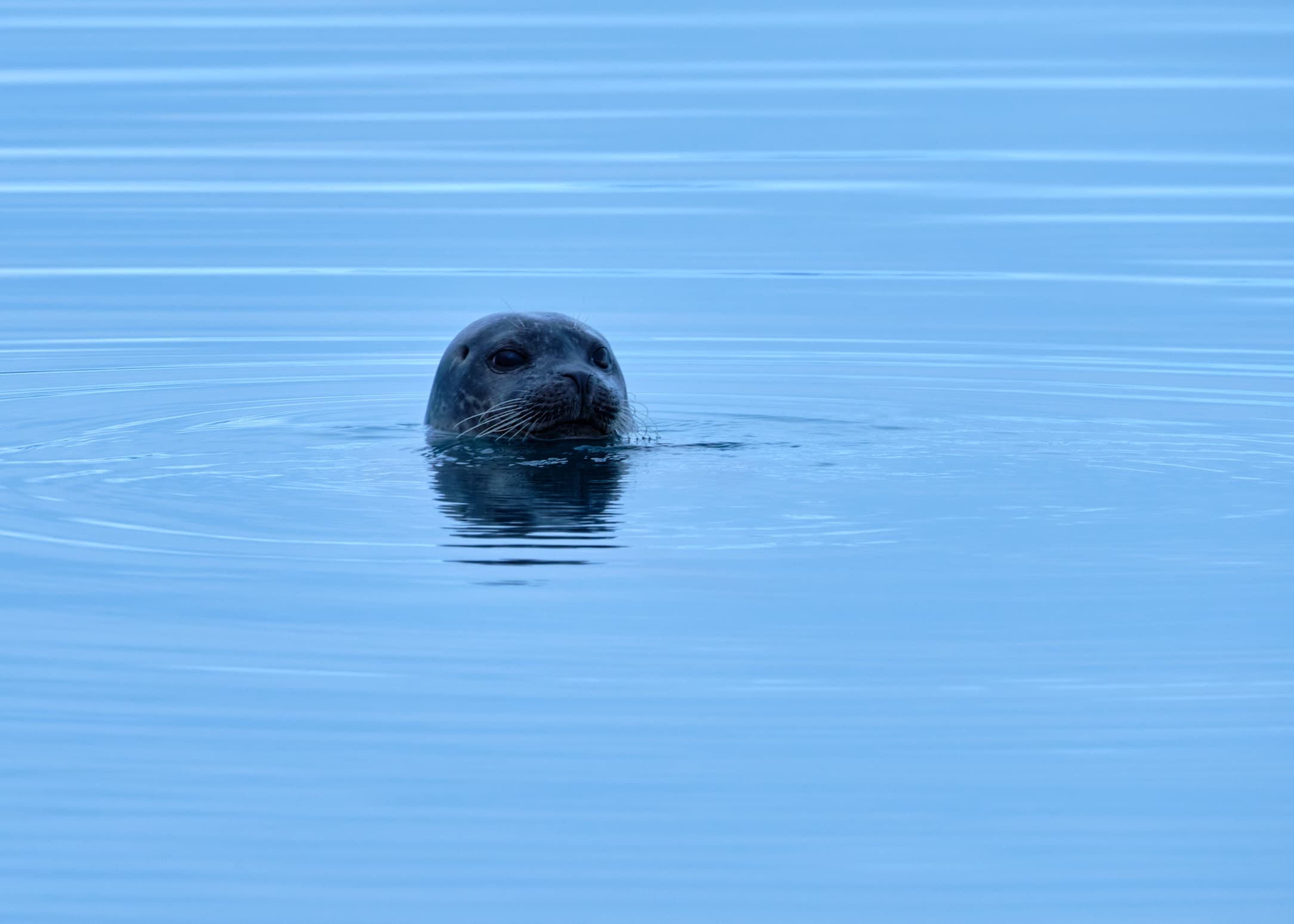 Seal peering from glassy glacial lagoon, blue ripples