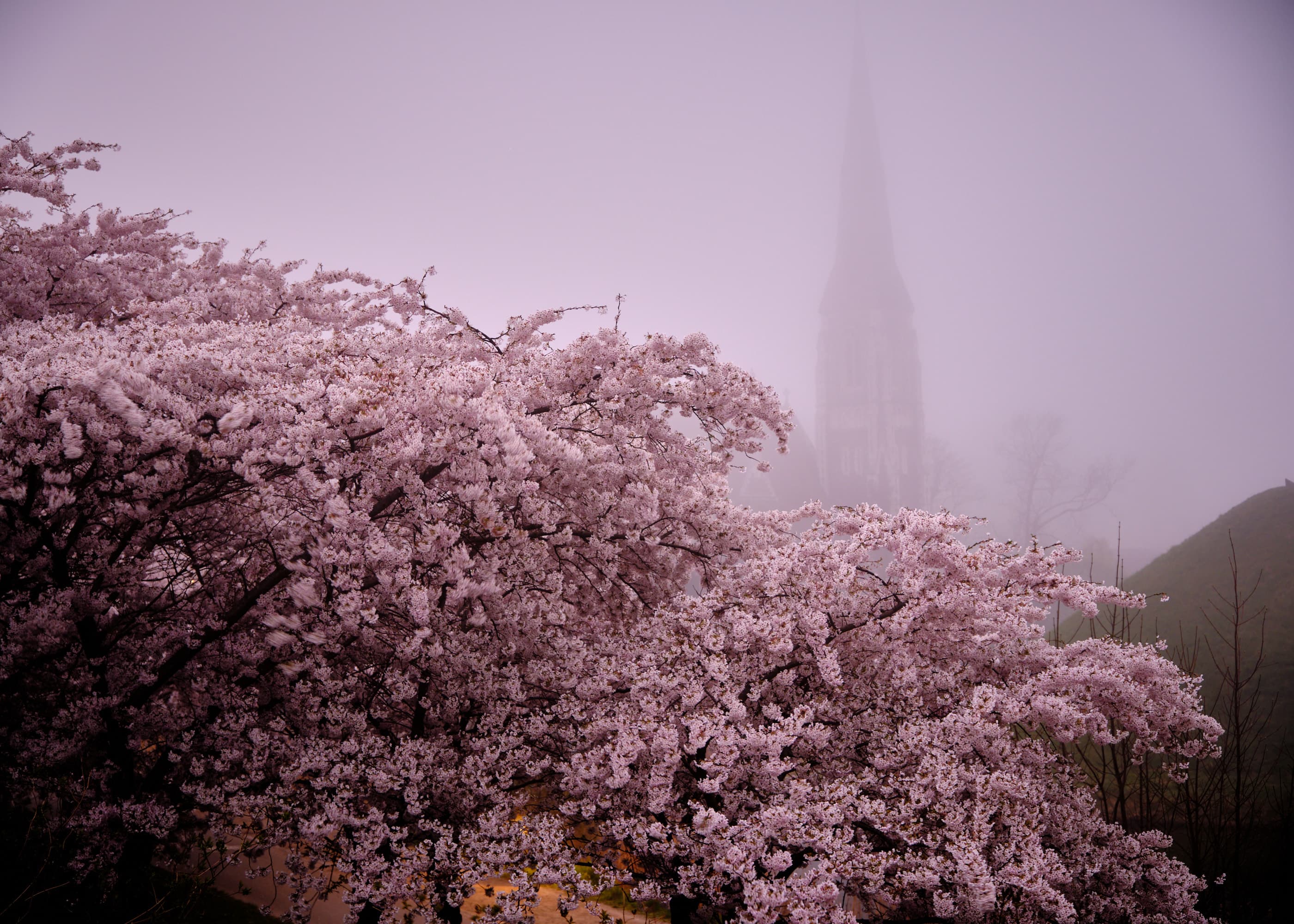 Cherry blossom tree with church spire ghosted in fog