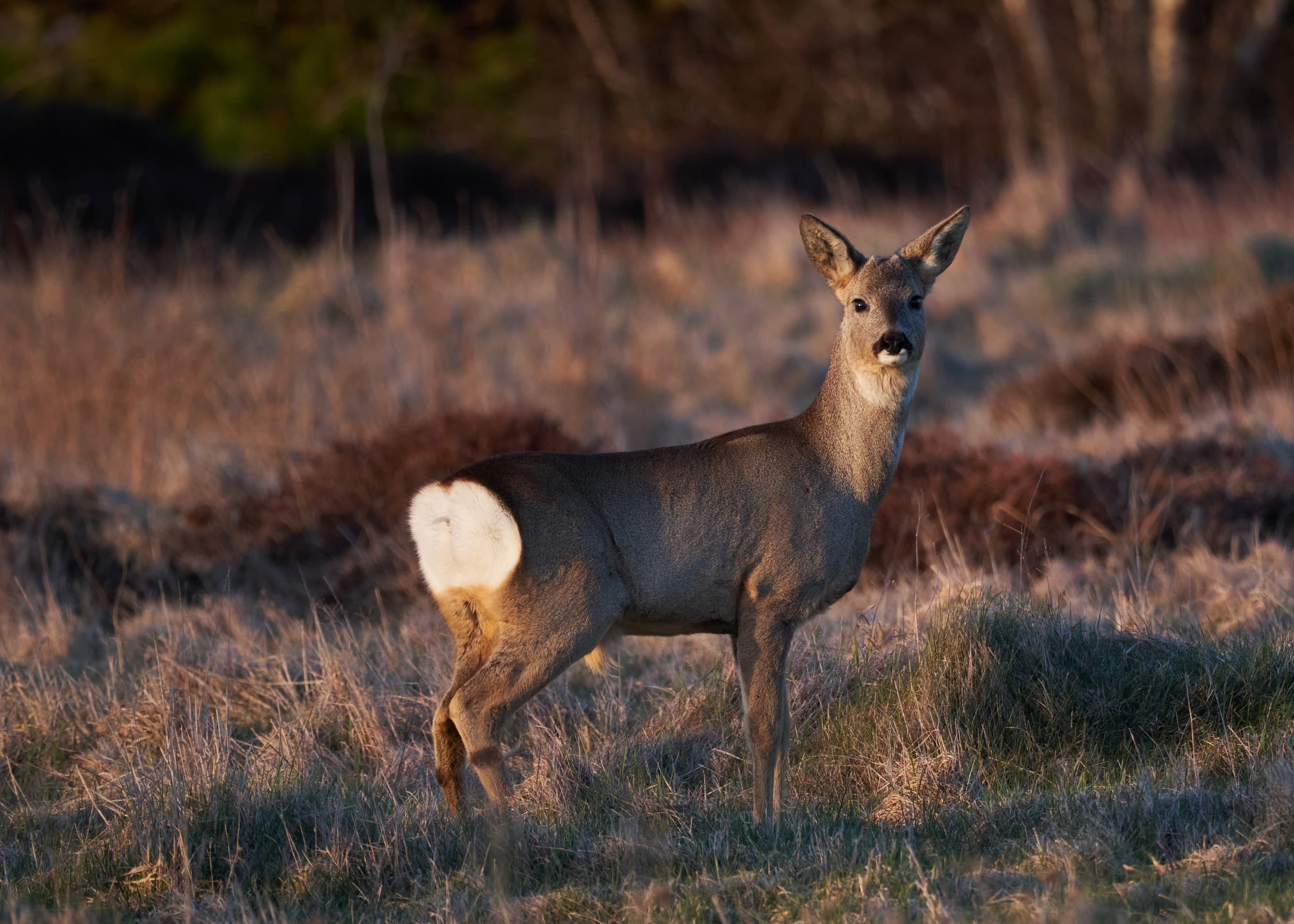Roe deer in golden backlight, frost-golden grassland
