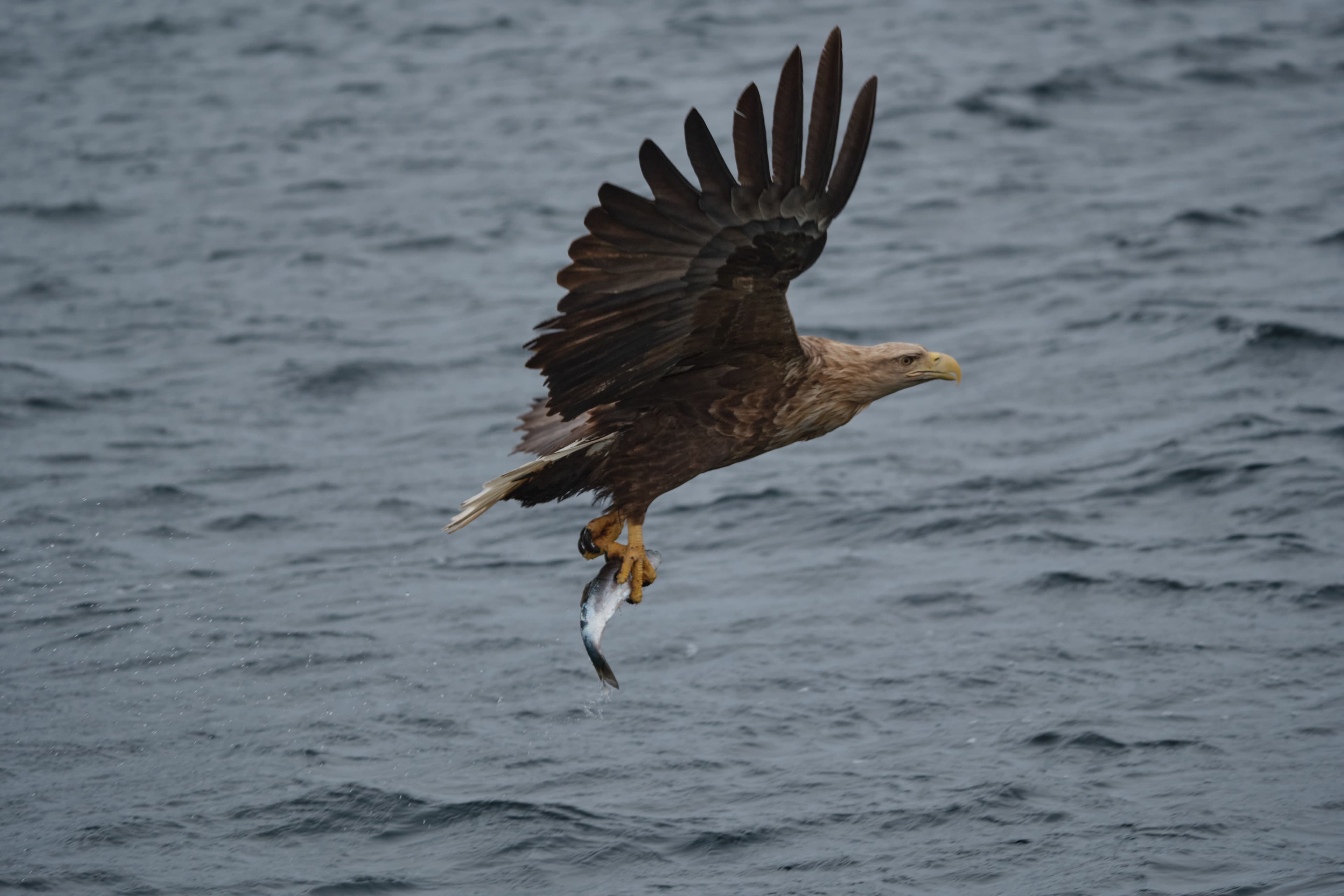 White-tailed eagle in flight, fish in talons